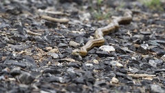 Elaphe climacophora