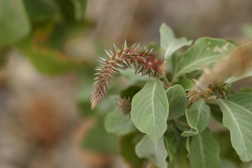Achyranthes splendens