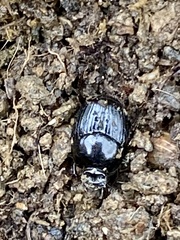 Onthophagus atripennis