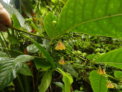 Capsicum geminifolium