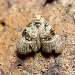 Acatapaustus metallopa