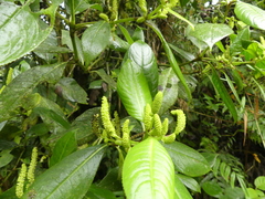 Chloranthus