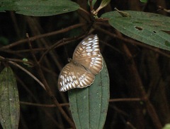 Tanaecia cocytina