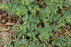Euphorbia degeneri