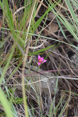 Romulea camerooniana
