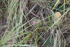 Romulea camerooniana