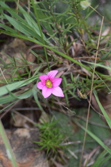 Romulea camerooniana