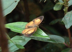 Mycalesis anapita