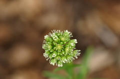 Schiedea globosa