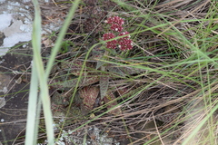 Crassula alba