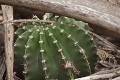 Echinopsis oxygona