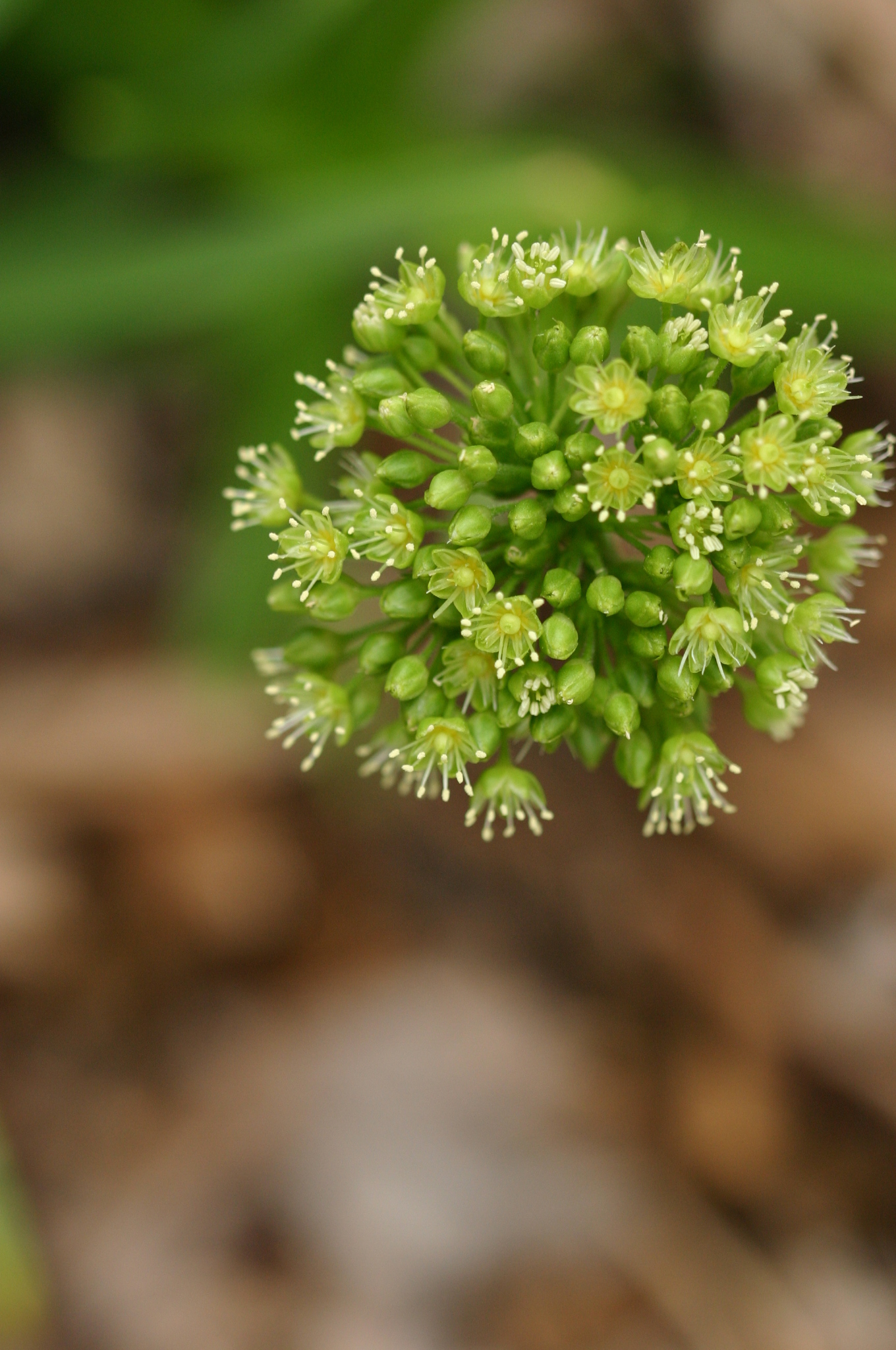 Schiedea globosa