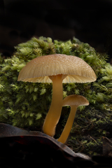 Chromosera