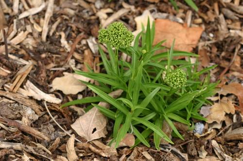 Schiedea globosa