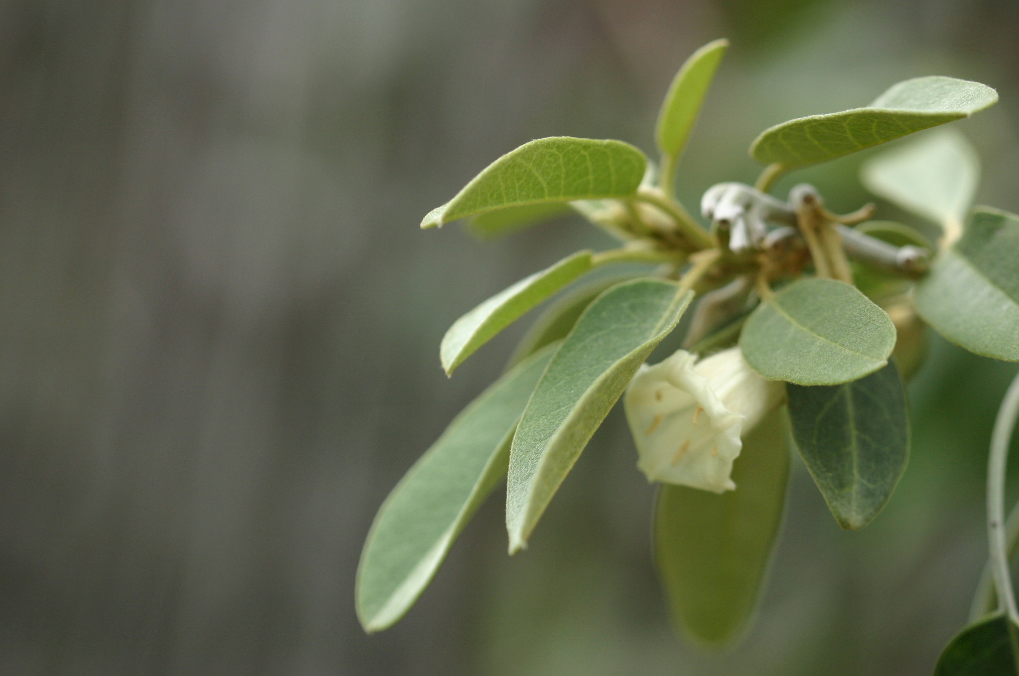 Bonamia menziesii