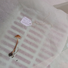 Gliophorus