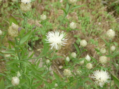 Centaurea messenicolasiana