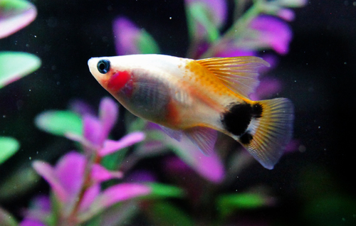 Southern Platyfish