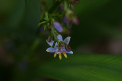 Dianella sandwicensis