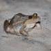 Peruíbe White-lipped Frog - Photo (c) Norton Santos, some rights reserved (CC BY-NC), uploaded by Norton Santos