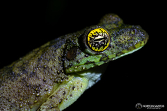 Itapotihyla langsdorffii