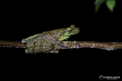 Itapotihyla langsdorffii