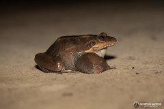Leptodactylus paranaru