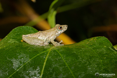 Scinax argyreornatus