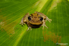 Scinax tymbamirim