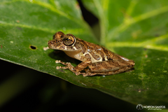Scinax littoralis