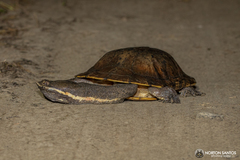 Hydromedusa tectifera