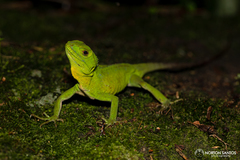 Enyalius iheringii