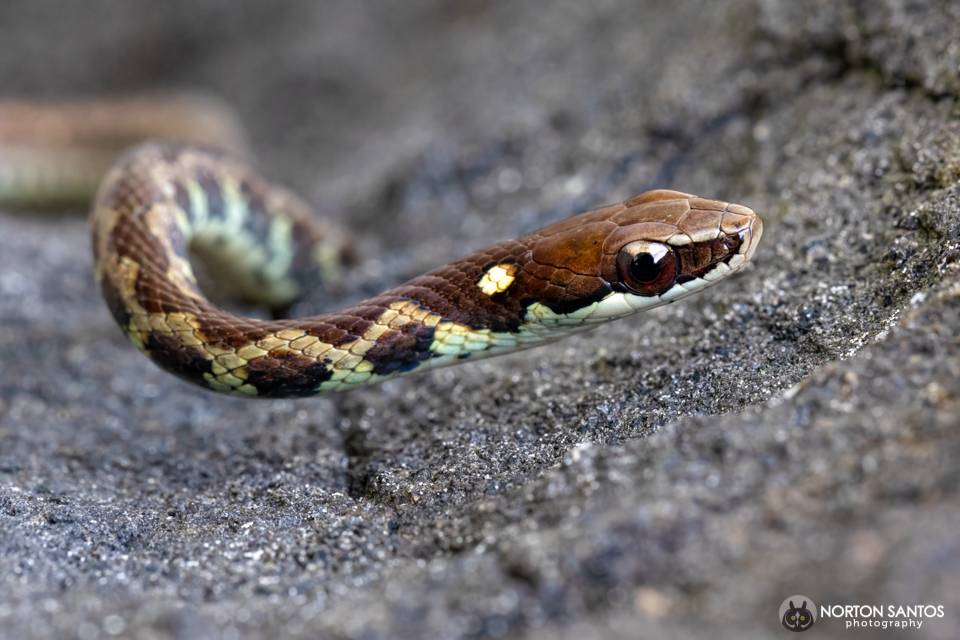 Frog-Eater Snake