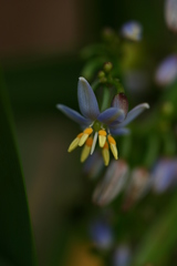 Dianella sandwicensis