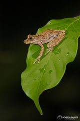 Scinax littoralis