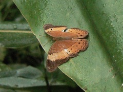 Cirrochroa emalea