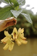 Mucuna rostrata