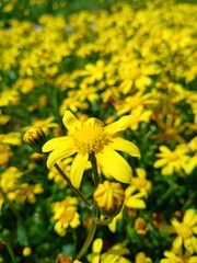 Senecio littoreus