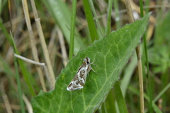 Carterocephalus