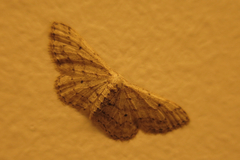 Idaea incisaria