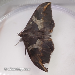 Ischyja ferrifracta