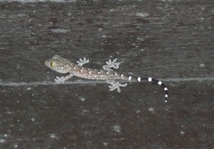 Gekko smithii