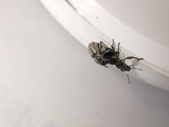 Andrion regensteinense