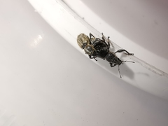 Andrion regensteinense