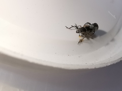 Andrion regensteinense