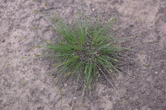 Bulbostylis humilis