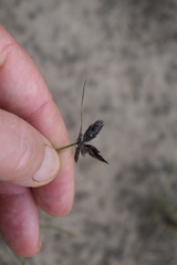 Cyperus semitrifidus