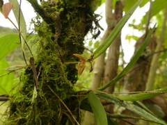 Pleurothallis ensata