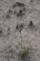 Cyperus semitrifidus