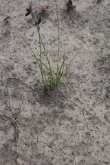 Cyperus semitrifidus